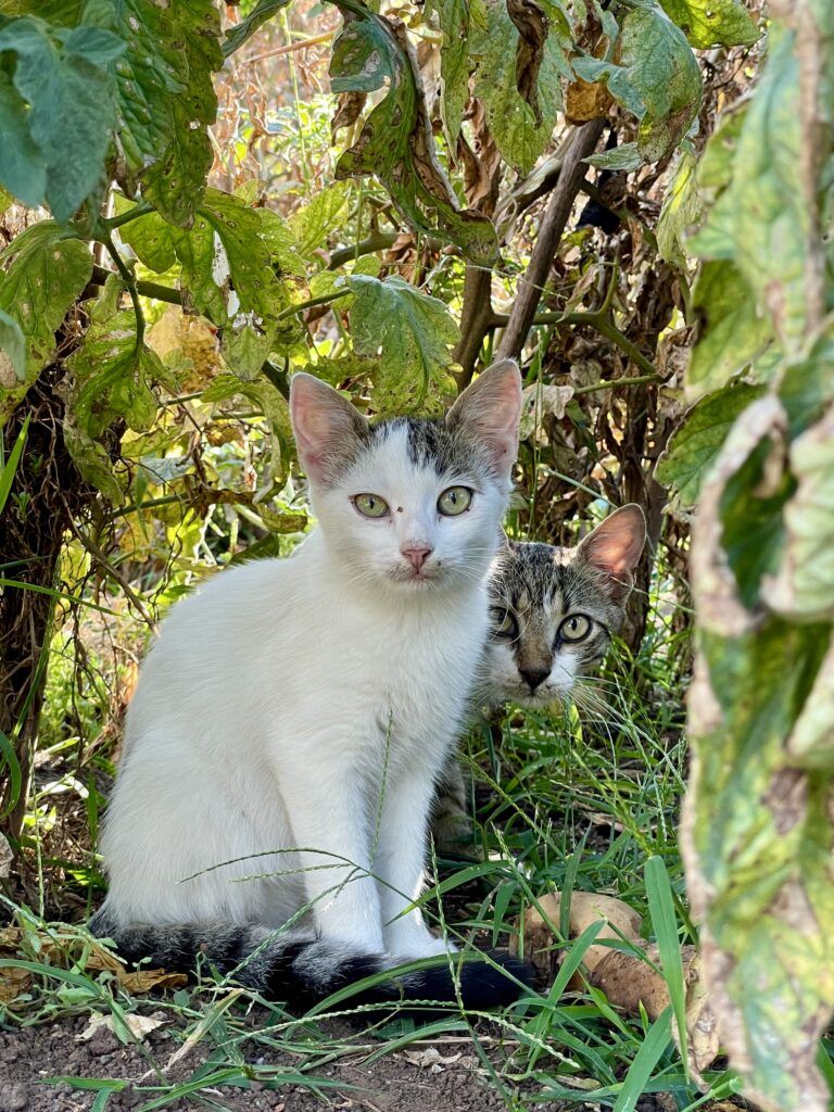 Young cats watching and waiting for their opportunity for a better life.